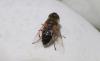 Eristalis similis
